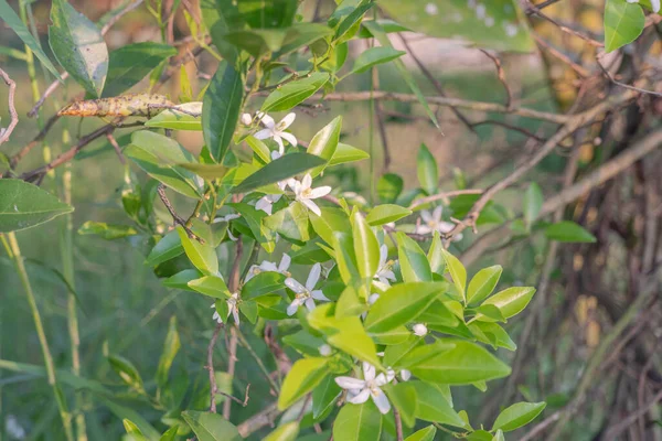 Orange Tree White Fragrant Flowers Buds Lime Leaves Landscape Plantation — Stock Photo, Image