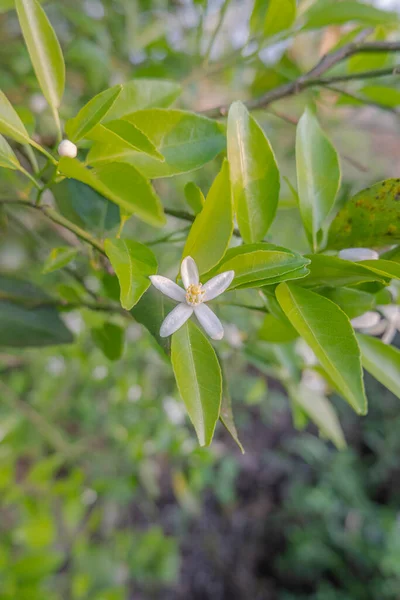 Orange tree white fragrant flowers.buds and lime leaves. landscape plantation of orange tree plantation in the afternoon