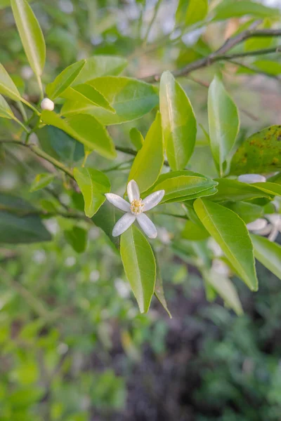 Orange Tree White Fragrant Flowers Buds Lime Leaves Landscape Plantation — Stock Photo, Image