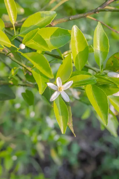 オレンジの木の白い芳香のある花 芽と石灰の葉 午後のオレンジ色の植林地 — ストック写真