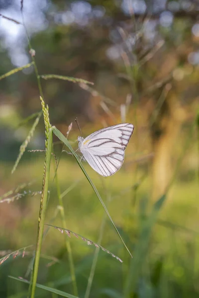 Blick Auf Orangenplantagen Ein Weißer Schmetterling Thront Auf Einem Unkraut — Stockfoto