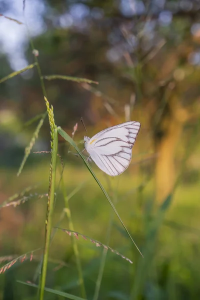 オレンジ プランテーションの眺め オレンジ農園の敷地内の雑草の上に白い蝶 — ストック写真