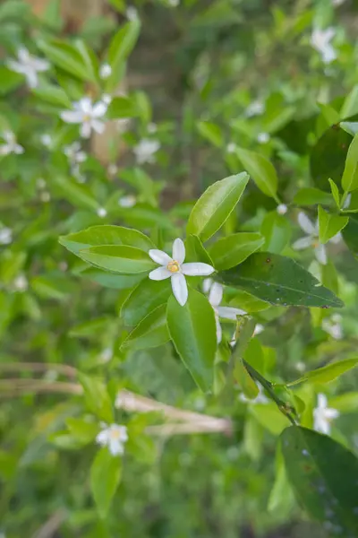 オレンジの木の白い芳香のある花 芽と石灰の葉 午後のオレンジ色の植林地 — ストック写真