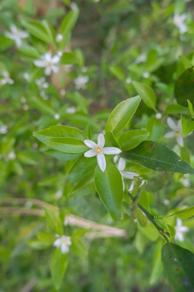 Orange tree white fragrant flowers.buds and lime leaves. landscape plantation of orange tree plantation in the afternoo