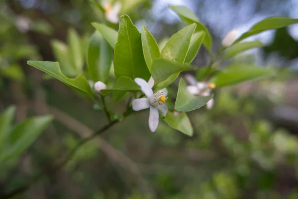 Oranger Fleurs Odorantes Blanches Bourgeons Feuilles Tilleul Paysage Plantation Orangers — Photo