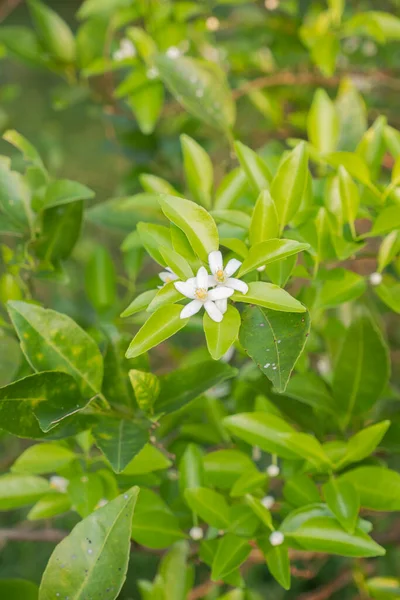 Orange tree white fragrant flowers.buds and lime leaves. landscape plantation of orange tree plantation in the afternoon