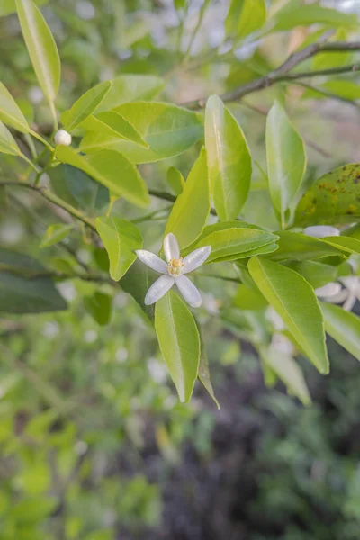 Oranger Fleurs Odorantes Blanches Bourgeons Feuilles Tilleul Paysage Plantation Orangers — Photo