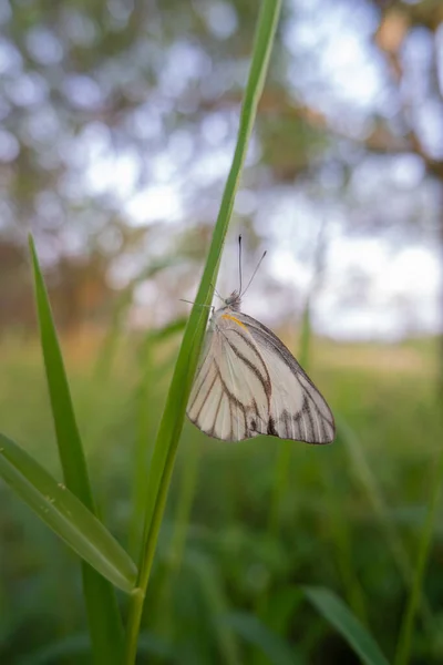 Blick Auf Orangenplantagen Ein Weißer Schmetterling Thront Auf Einem Unkraut — Stockfoto