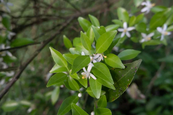 Pomerančovník Bílé Voňavé Květiny Pupeny Limetkové Listy Krajinná Plantáž Pomerančovníku — Stock fotografie