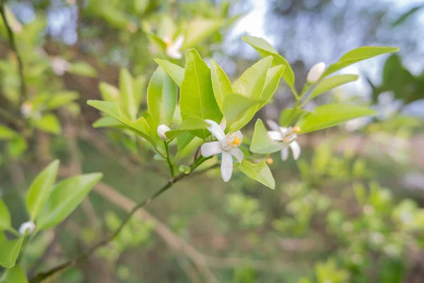 Orange Tree White Fragrant Flowers Buds Lime Leaves Landscape Plantation — Stock Photo, Image