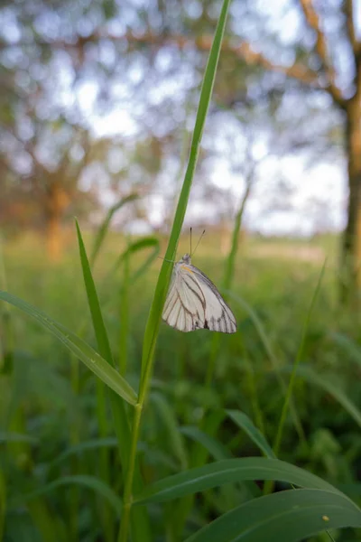 orange plantation view. A white butterfly perched on a weed at the site of an orange plantation