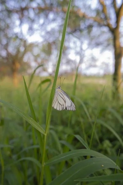 Blick Auf Orangenplantagen Ein Weißer Schmetterling Thront Auf Einem Unkraut — Stockfoto