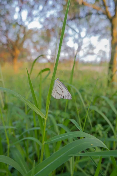 Widok Plantację Pomarańczy Biały Motyl Siedzący Chwaście Miejscu Plantacji Pomarańczy — Zdjęcie stockowe