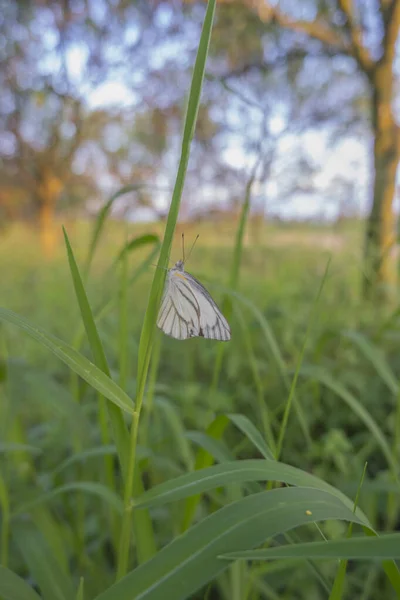 orange plantation view. A white butterfly perched on a weed at the site of an orange plantation