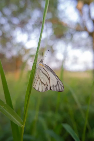 Vista Plantação Laranja Uma Borboleta Branca Empoleirada Uma Erva Daninha — Fotografia de Stock