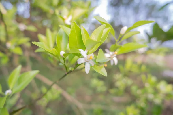 Orange Tree White Fragrant Flowers Buds Lime Leaves Landscape Plantation — Stock Photo, Image