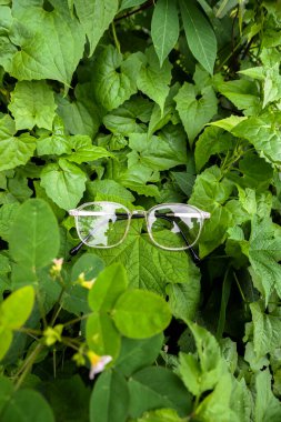 Gözlük kutusu. Şeffaf pembe renk. yeşil çimenlerin arkasında