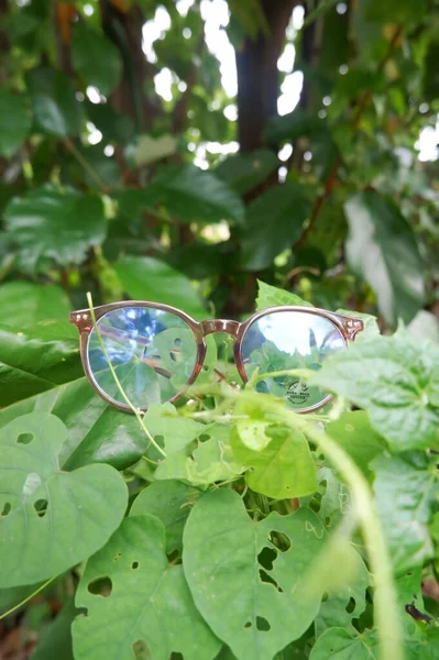 Transparent Brown Glasses Weed — Stock Photo, Image