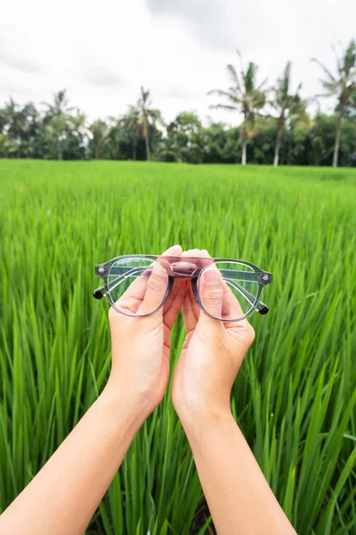 Handgehaltene Transparente Graue Ovale Gläser Mit Reispflanzen Hintergrund — Stockfoto