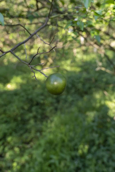 Pomarańczowe Drzewo Które Wydaje Zielone Owoce Plantacje Pomarańczy — Zdjęcie stockowe
