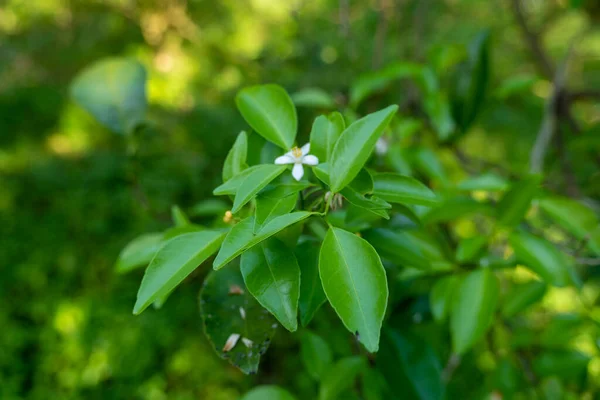 White Orange Flower Citrus Plantations Want Bear Frui — Stock Photo, Image