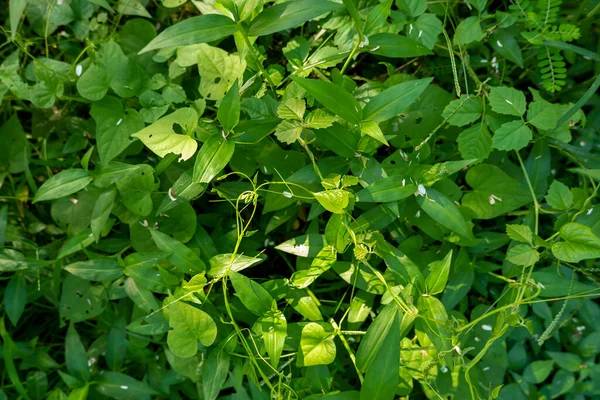 Grüne Grasranken Auf Dem Foto Von Oben Tag — Stockfoto