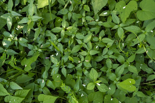 Gröna Gräs Vinstockar Bilden Uppifrån Daytim — Stockfoto