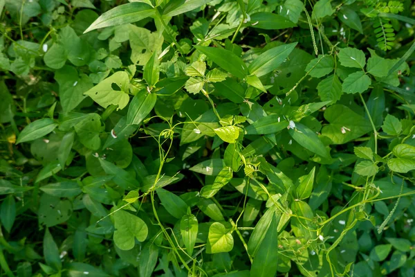 Grüne Grasranken Auf Dem Foto Von Oben Tag — Stockfoto