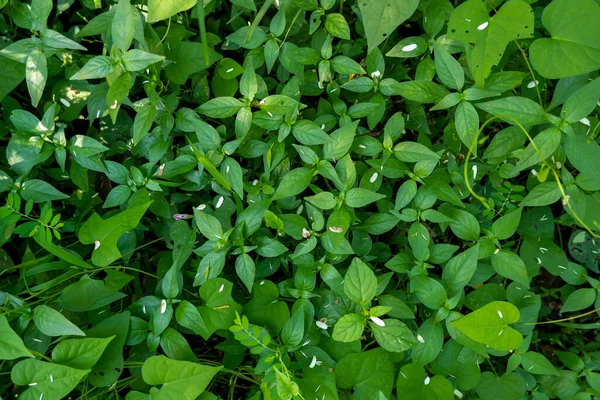 Πράσινο Αμπέλια Γρασίδι Στη Φωτογραφία Από Ψηλά Στο Daytim — Φωτογραφία Αρχείου