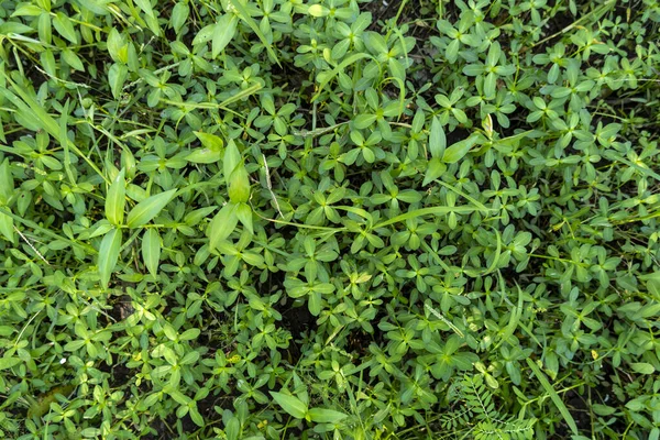 Grünes Wildgras Auf Plantage Foto Tagsüber — Stockfoto