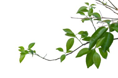 turuncu saplar ve yapraklar beyaz bir sırtüstü