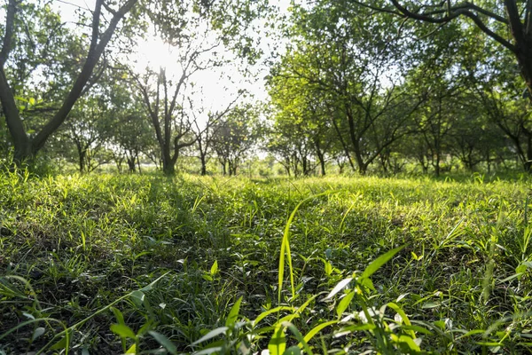 Oranje Plantage Landschap Vol Onkruid — Stockfoto