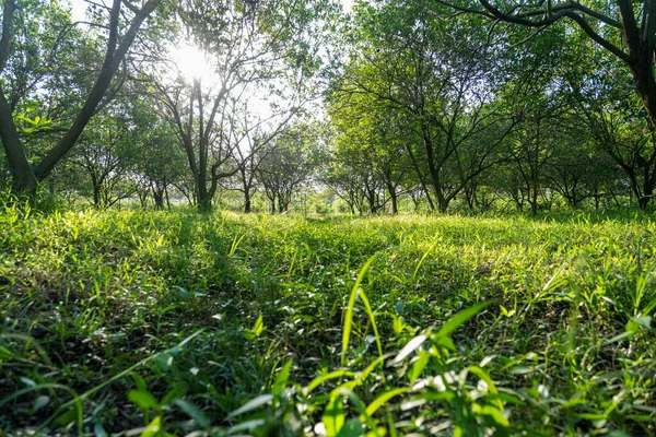 柑橘种植园全长满了杂草 — 图库照片