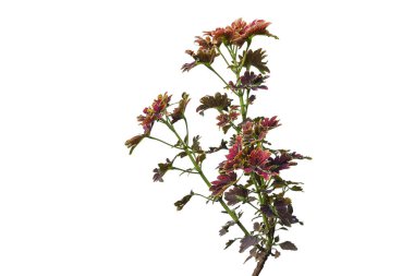 Kırmızı Coleus bitkisi beyaz bir grupta izole edilmiş.