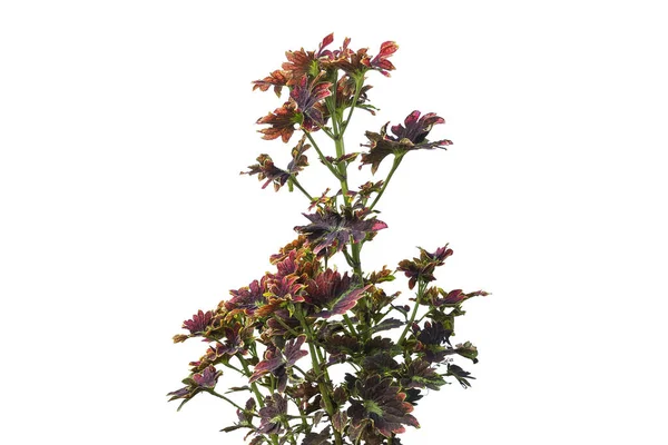 Pianta Del Coleus Rosso Isolata Backgroun Bianco — Foto Stock