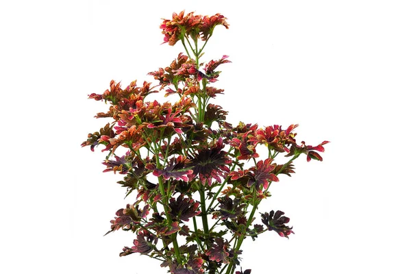 Rote Coleus Pflanze Isoliert Auf Weißem Hintergrund — Stockfoto