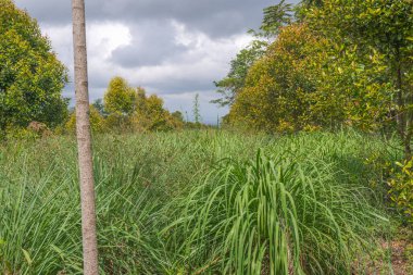 Raung Dağı, Banyuwangi 'de sitronella (Cymbopogon citratus) çiftçiliği