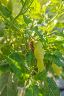 Banyuwangi tarımında biber bitkilerine saldıran tırtıl haşereleri.