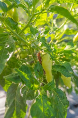 Banyuwangi tarımında biber bitkilerine saldıran tırtıl haşereleri.