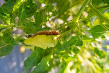 Tırtıl haşereleri Banyuwangi plantasyonunda biber bitkilerine saldırır.