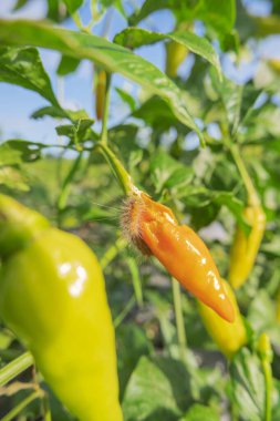 Acılı bitkiler tırtıl böcekleri tarafından saldırıya uğruyor.