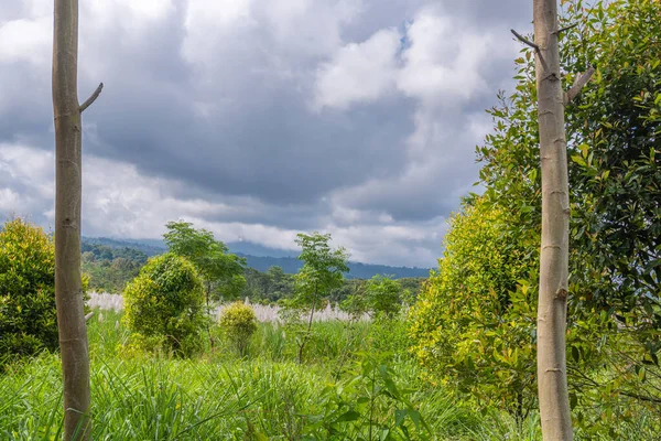 バンユワン県ラウン山で栽培されているシトロネラ Cymbopogon Citratus ライの前の曇天 — ストック写真