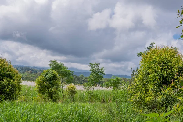 バンユワン県ラウン山で栽培されているシトロネラ Cymbopogon Citratus ラウン山の眺め Banyuwang — ストック写真