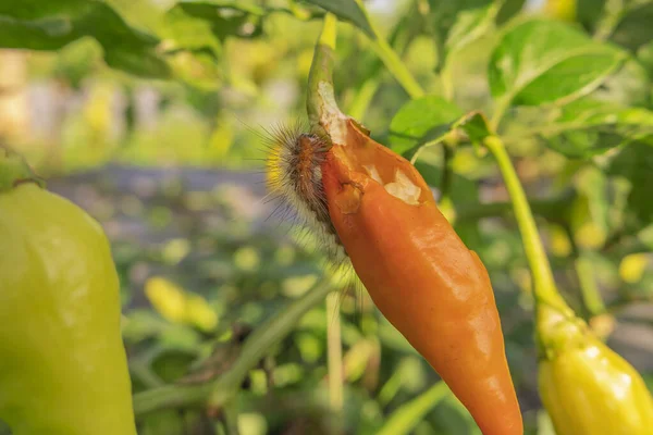 Chili Växter Attackeras Larv Skadedjur — Stockfoto