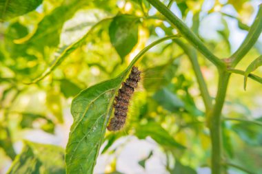 Çili bitkisine konmuş tırtılların makro fotoğrafı.