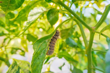 Çili bitkisine konmuş tırtılların makro fotoğrafı.