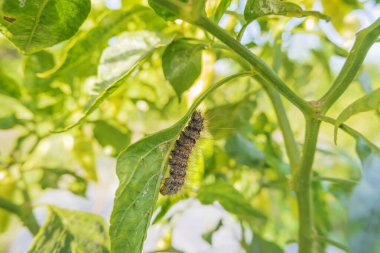 Çili bitkisine konmuş tırtılların makro fotoğrafı.