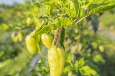 Tırtılın yeşil biber yediği makro fotoğraf.