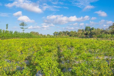 Mavi gökyüzü ile kırmızı biber bahçesi manzarası