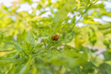 Koksi böcekleri (uğur böcekleri) bahçede sevişiyorlar.